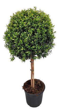 <h4>Myrtus Communis Stem</h4>