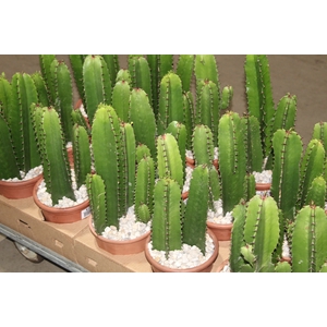 CACTUS EUPHORBIA MANDACARU P17