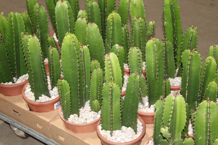 <h4>CACTUS EUPHORBIA MANDACARU P17</h4>
