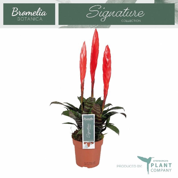 <h4>Vriesea Era 3 toef Oranje-rood</h4>