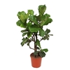 Ficus lyrata