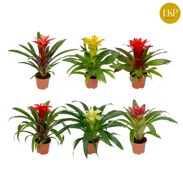 <h4>Guzmania Compact Plus Gemengd (Met Hoes)</h4>