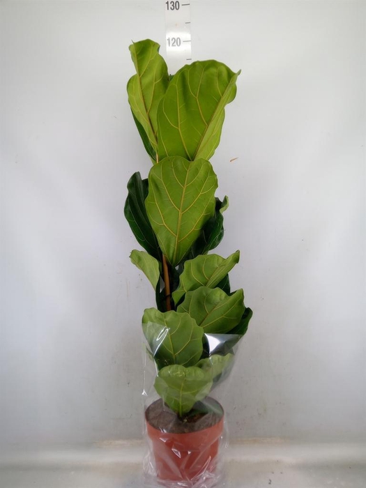<h4>Ficus lyrata</h4>
