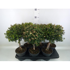 Myrtus communis