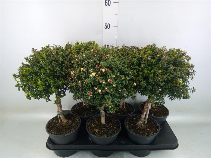 <h4>Myrtus communis</h4>
