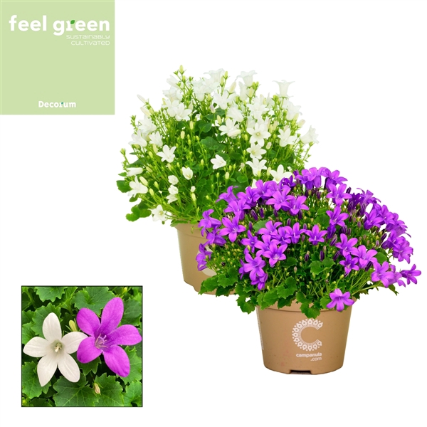 <h4>Campanula Porto Mix FEEL GREEN</h4>