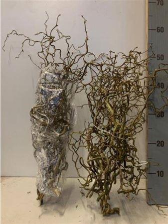 <h4>Corylus Av Contorta 50cm X10</h4>