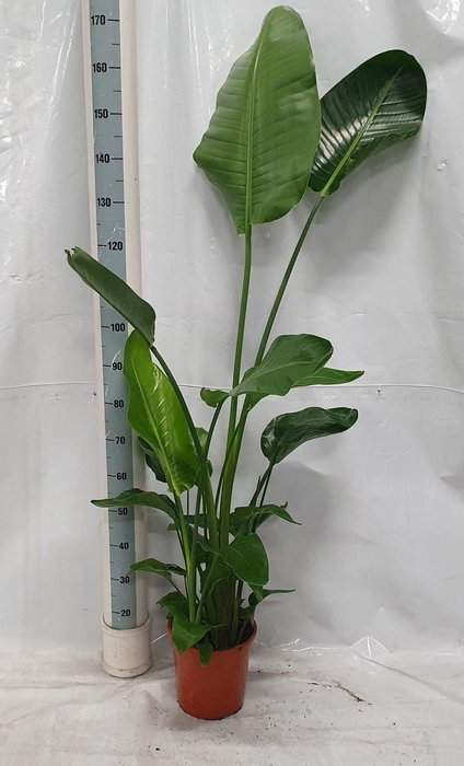 <h4>STRELITZIA NICOLAI</h4>