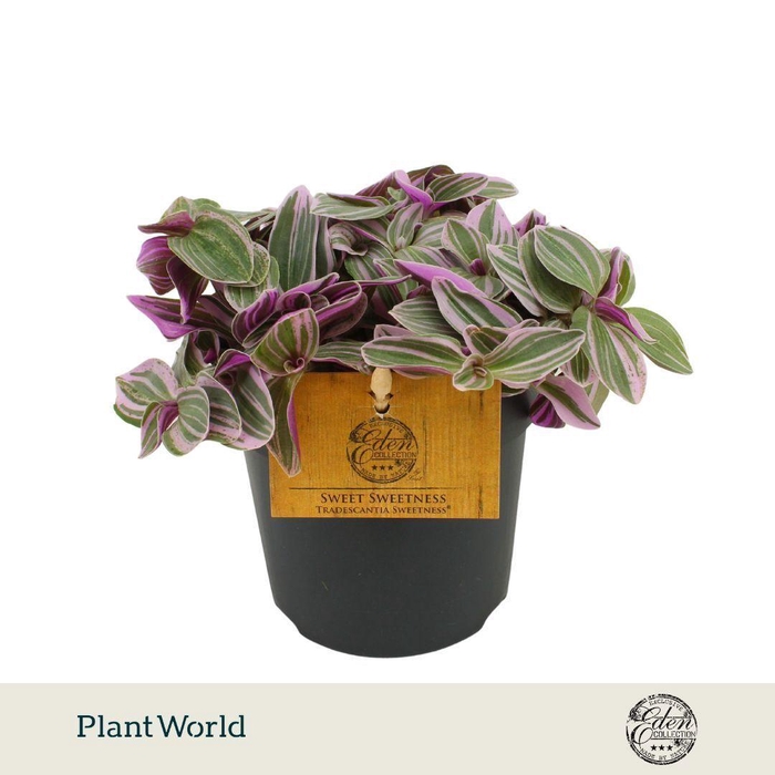 <h4>Tradescantia Sweetness 10,5cm</h4>