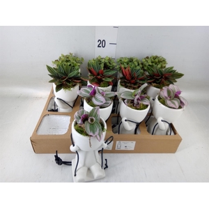 Arr.   Kamerplant Groen L%