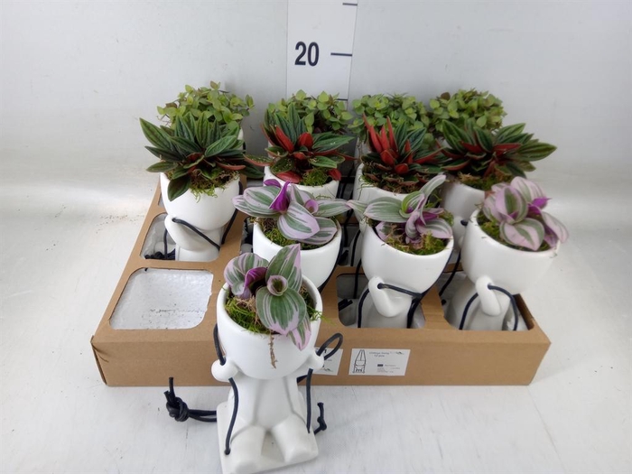 <h4>Arr.   Kamerplant Groen L%</h4>