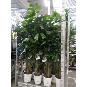 Caryota mitis