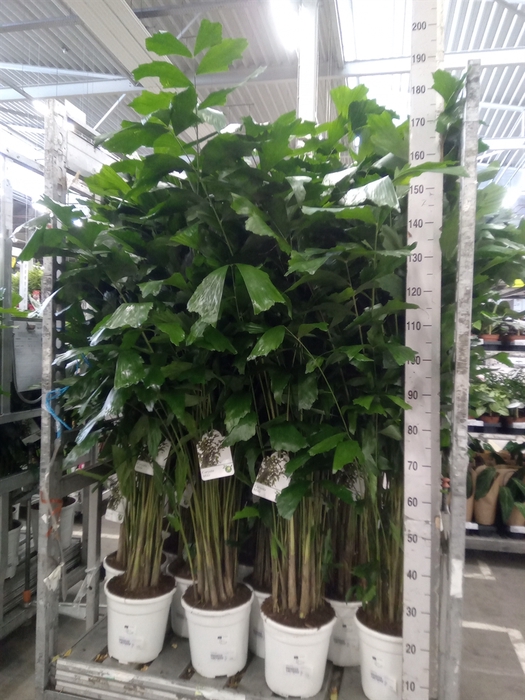 <h4>Caryota mitis</h4>