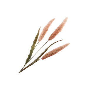 Pennisetum Beige