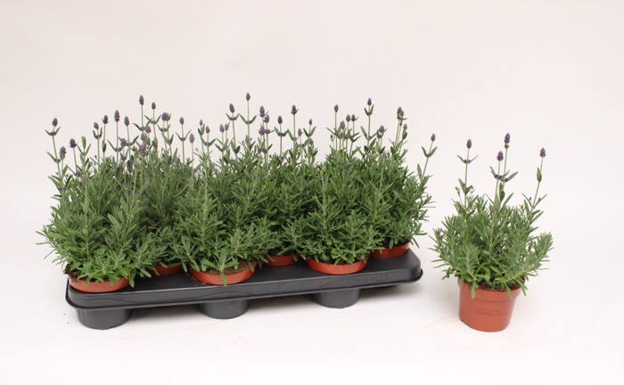 <h4>Lavandula angustifolia 'Hidcote'</h4>