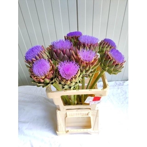 CYNARA SCOLYMUS