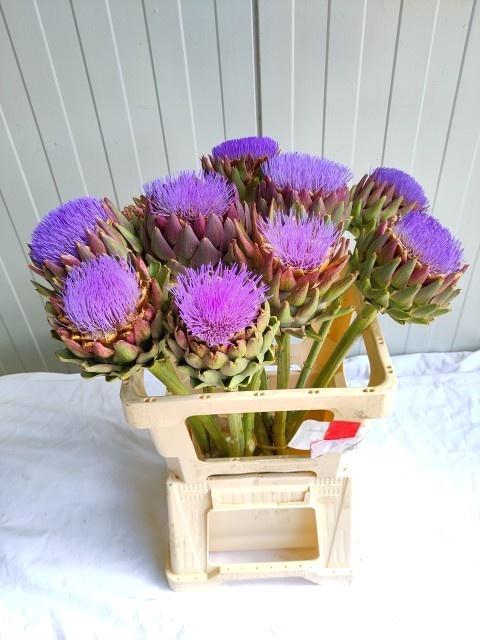 <h4>CYNARA SCOLYMUS</h4>