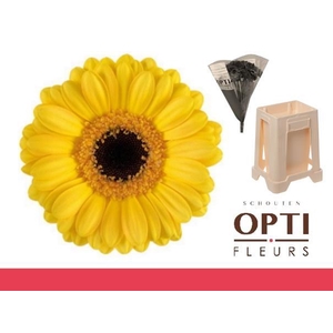 Germini Delmonte Water