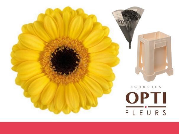 <h4>Germini Delmonte Water</h4>