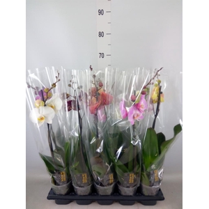 Phalaenopsis   ...mix  5
