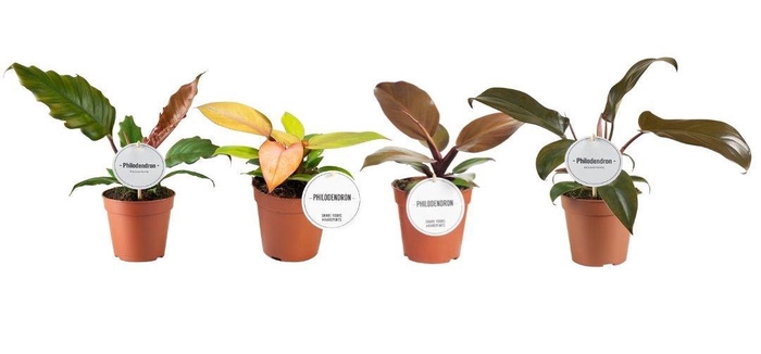 <h4>Philodendron Autumn Mix</h4>