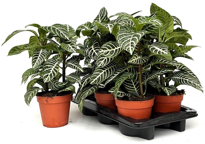 <h4>APHEL SQ DANIA</h4>