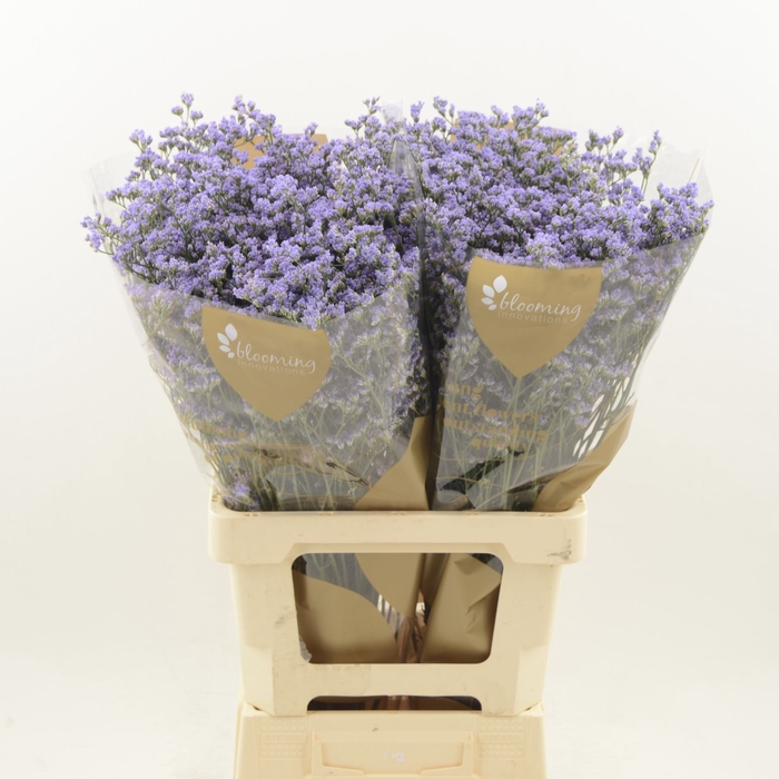 Limonium Utah Blue | Heavy Quality