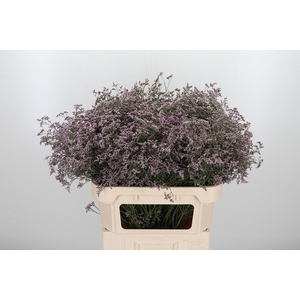 Lim Saf Oshi Pink 80 40