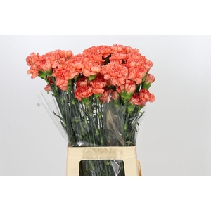 Dianthus St Kalimero