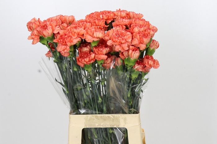 <h4>Dianthus St Kalimero</h4>