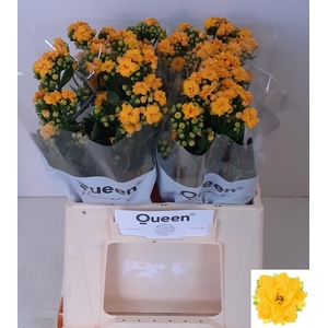 Kalanchoe Blazi Yellow Meadow