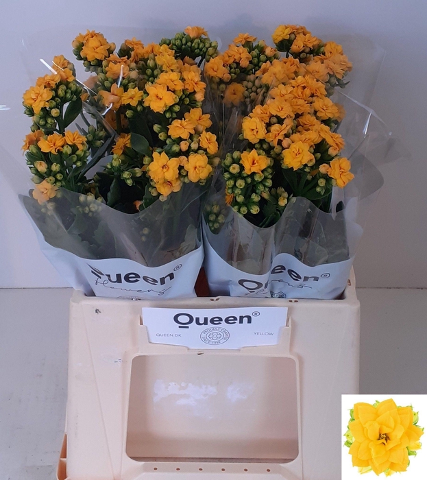 <h4>Kalanchoe Blazi Yellow Meadow</h4>