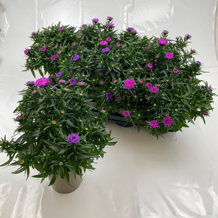 <h4>ASTER M LADY GEM POT</h4>