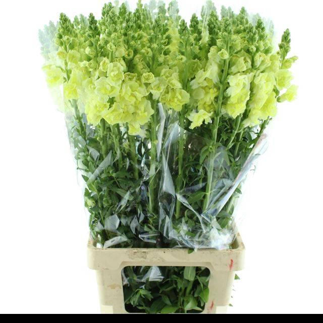 <h4>ANTIR OP LEGEND DOUBLE YELLOW</h4>