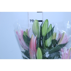 LIRIO SORBONNE 070 CM HA 3/5 FLS