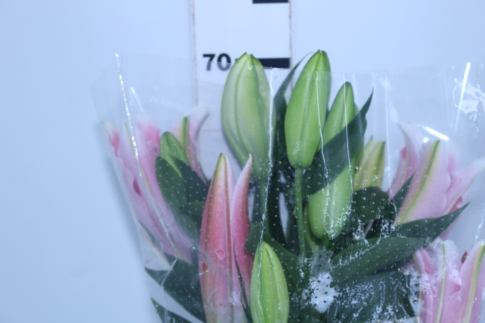 LIRIO SORBONNE 070 CM HA 3/5 FLS