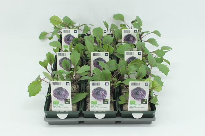<h4>BKH groente 50100 bio Rode Kool (set x9)</h4>