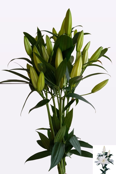 <h4>LI OR MONTENEU</h4>