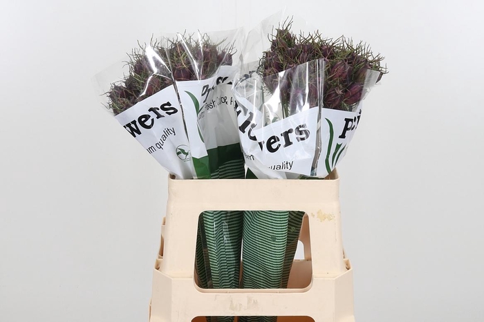 <h4>Nigella Overig</h4>