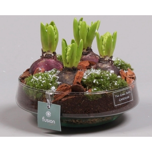 Green Bottle Iris Medium met Hyacinten