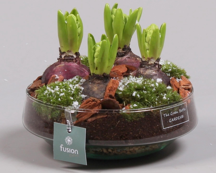 <h4>Green Bottle Iris Medium met Hyacinten</h4>