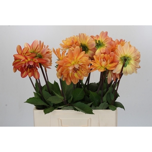 Dahlia Graceland