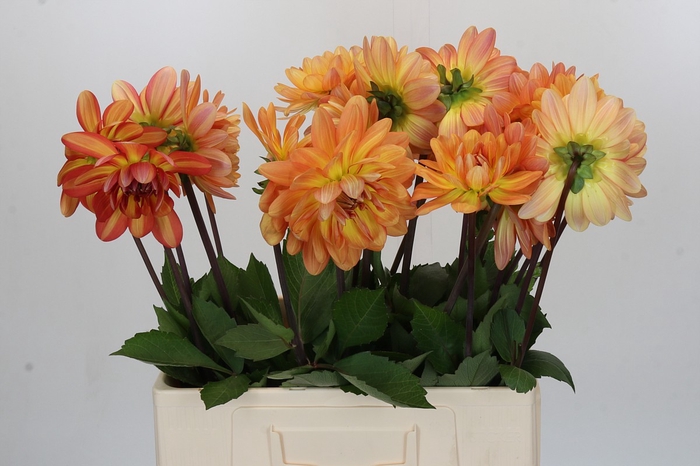 <h4>Dahlia Graceland</h4>