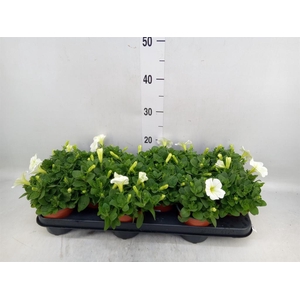 Petunia  'Famous White'