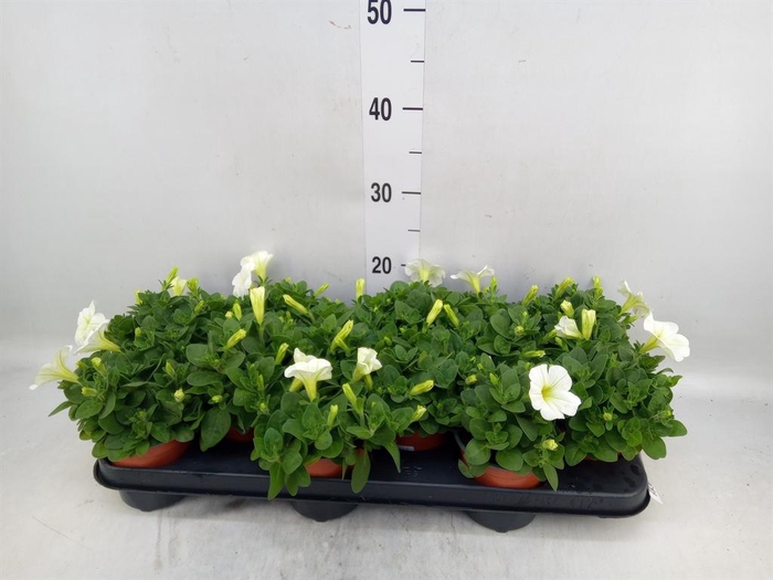 <h4>Petunia 'Famous White'</h4>