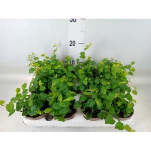 Ficus pumila 'Sunny Green'