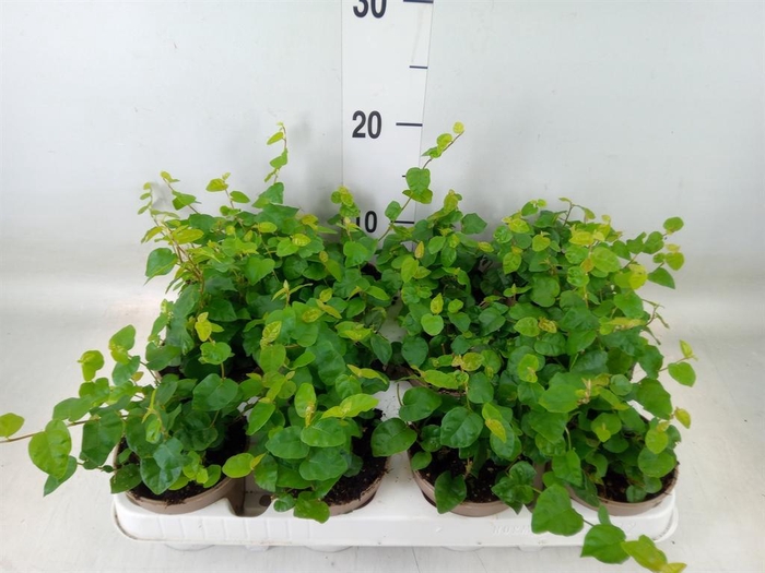 <h4>Ficus pumila 'Sunny Green'</h4>