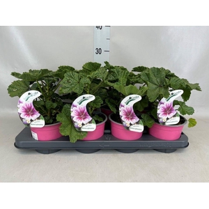 Malva sylvestris