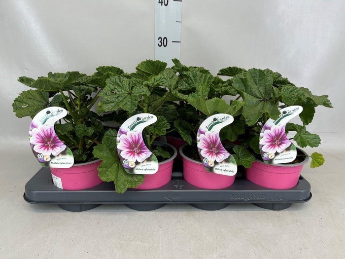 <h4>Malva sylvestris</h4>