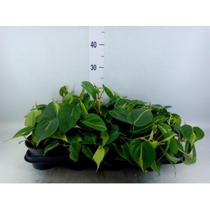 Philodendron scand. 'Brasil'